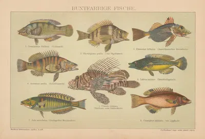 Buntfarbige fische by Ф.А. Брокгауз, 1897 — digital art print download