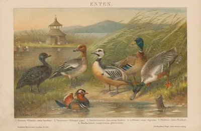 Enten by Ф.А. Брокгауз, 1897 — digital art print download