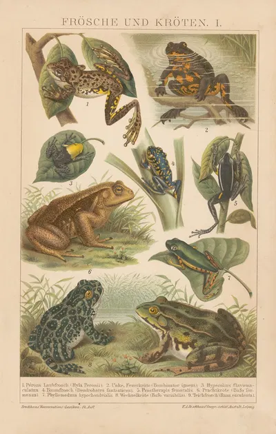 Frösche und Kröten by Ф.А. Брокгауз, 1897 — digital art print download