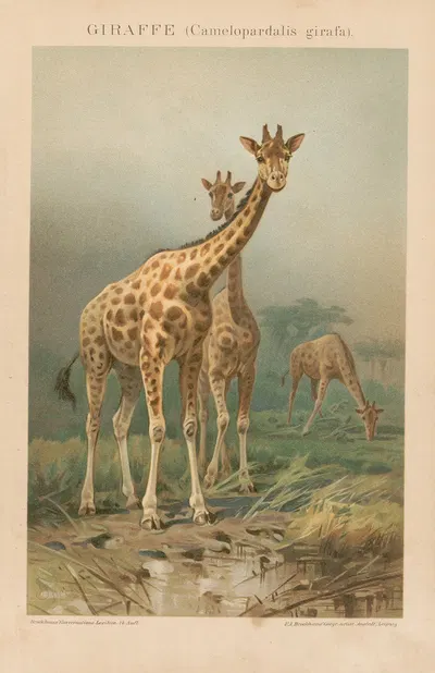 Giraffe by Ф.А. Брокгауз, 1897 — digital art print download