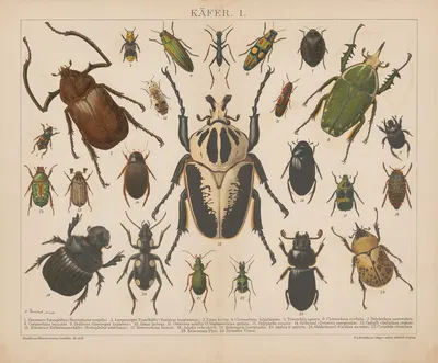 Käfer by Ф.А. Брокгауз, 1897 — digital art print download