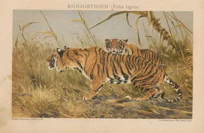 Königstiger by Ф.А. Брокгауз, 1897 — digital art print download