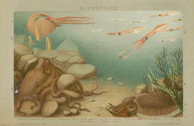 Kopffusser by Ф.А. Брокгауз, 1897 — digital art print download