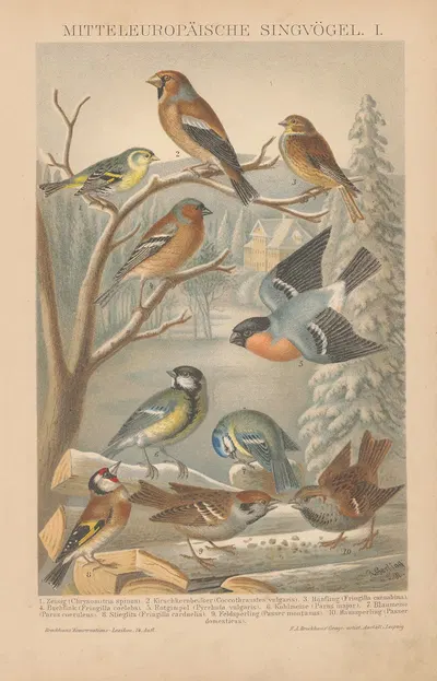 Mitteleuropäische Singvögel, I by F.A. Brockhaus, 1897 — digital art print download