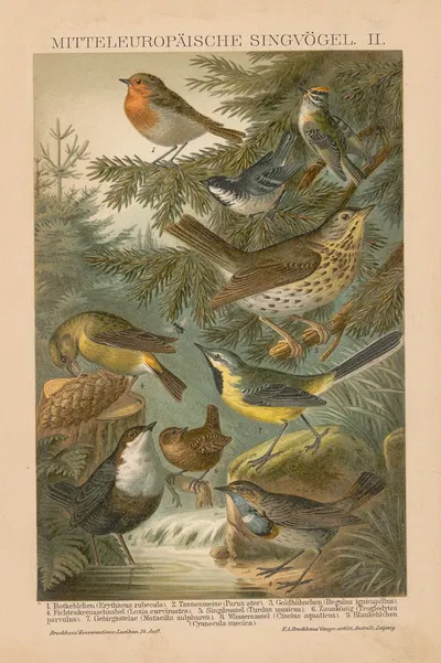 Mitteleuropäische Singvögel, II by F.A. Brockhaus, 1897 — digital art print download
