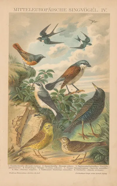 Mitteleuropäische Singvögel, IV by Ф.А. Брокгауз, 1897 — digital art print download