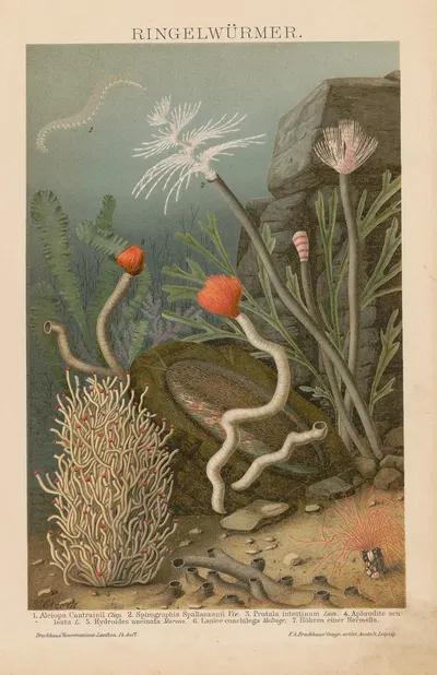 Ringelwurmer by F.A. Brockhaus, 1897 — digital art print download