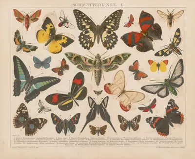 Schmetterlinge by Ф.А. Брокгауз, 1897 — digital art print download