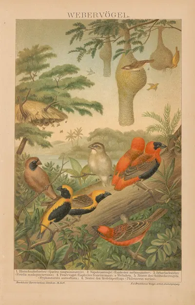 Webervögel by Ф.А. Брокгауз, 1897 — digital art print download