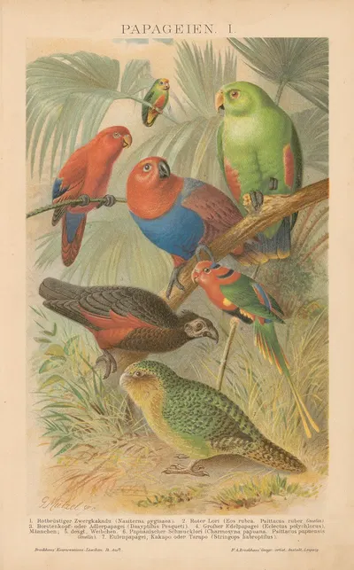 Papageien by Густав Мюцель, 1897 — digital art print download
