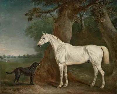 William Bowan Jordan Wilson's grey hunter and Newfoundland shooting dog, in a wooded landscape by Джон Фернли Старший, 1837…