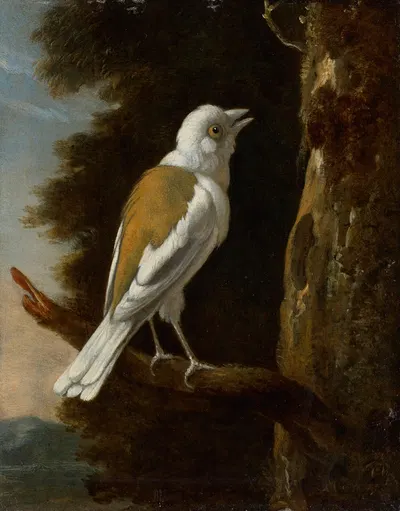 A study of a helmetshrike on a branch by Мельхиор д'Ондекайтер — digital art print download