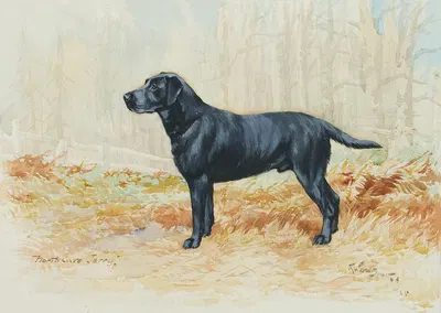 North Cave Jerry – Black Labrador Retriever by Reuben Ward Binks, 1925 — digital art print download