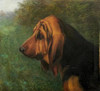 Head and shoulder profile of a Bloodhound by William Luker Jnr. — digital art print download