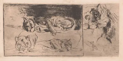 Studieblad met leeuwinnen en een tijger by Арман Хайнс, 1866-1910 — digital art print download