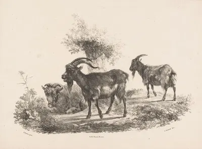 Twee geiten en een schaap bij een boom by Jan Kobell III, 1832 — digital art print download