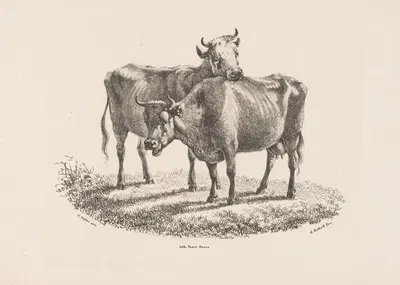 Twee koeien by Jan Kobell III, 1832 — digital art print download