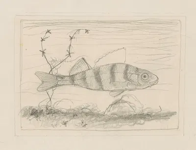 Jonge baars, zwemmend naar rechts by Ян Манкес, 1900-1920 — digital art print download
