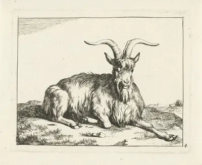 Goat lying down with front leg stretched out by Marcus de Bye, 1657 - 1677 — digital art print download