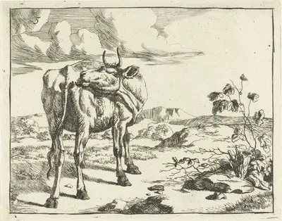 Cow licking itself by Marcus de Bye, 1657 - 1677 — digital art print download