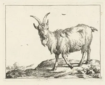 Standing goat from the front by Marcus de Bye, 1657 - 1677 — digital art print download