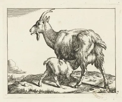 Goat with drinking lamb by Marcus de Bye, 1657 - 1677 — digital art print download