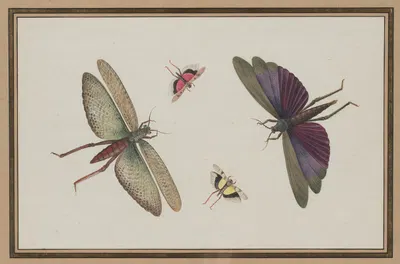 Insects by Nicolaas Struyk — digital art print download