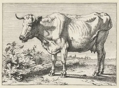 Cow with twisted horn by Паулус Поттер, 1650 — digital art print download