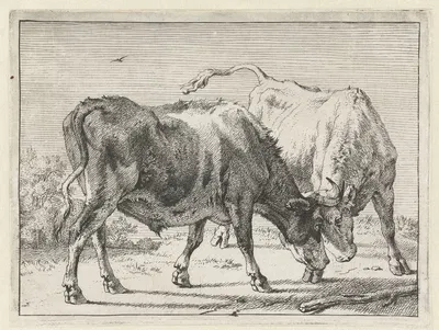 Two fighting bulls by Паулус Поттер, 1650 — digital art print download