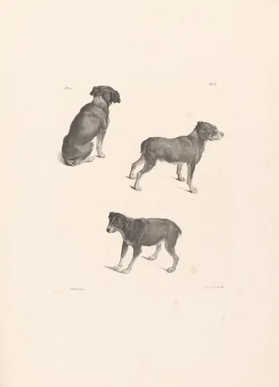 Drie honden by Роэлоф ван дер Мейлен, 1820-1833 — digital art print download