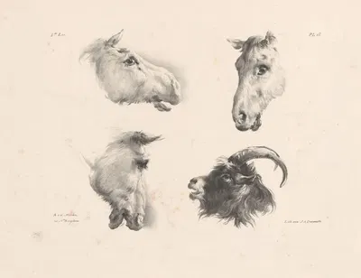 Drie paardenhoofden en een geitenkop by Роэлоф ван дер Мейлен, 1820-1833 — digital art print download