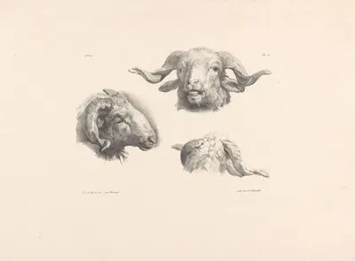 Drie ramskoppen by Роэлоф ван дер Мейлен, 1820-1833 — digital art print download