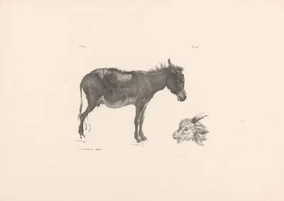 Ezel en ramskop by Roelof van der Meulen, 1820-1833 — digital art print download