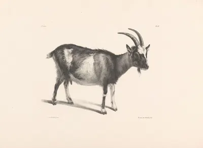 Geit by Роэлоф ван дер Мейлен, 1820-1833 — digital art print download