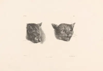 Twee kattenkoppen by Роэлоф ван дер Мейлен, 1820-1833 — digital art print download