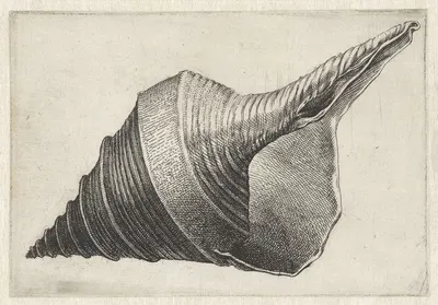 Australian trumpet (Syrinx aruanus) by Венцеслав Голлар, 1644-1652 — digital art print download