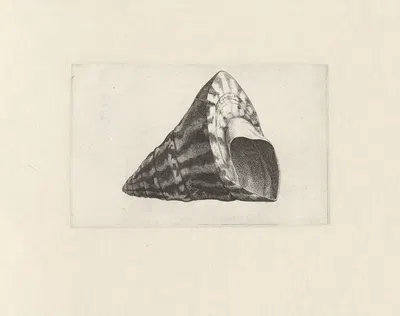 Commercial top-shell (Trochus niloticus) by Венцеслав Голлар, 1644-1652 — digital art print download