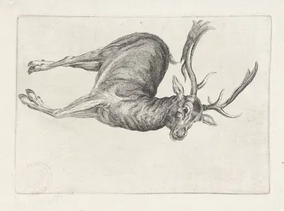 Dead fallow buck lying on its left side, with head to right by Венцеслав Голлар, 1646 — digital art print download