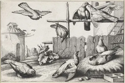 Eight pigeons in a farmyard near a coup; a dovecote in the background by Венцеслав Голлар, 1654 — digital art print download