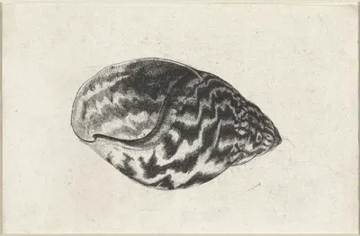 Giant Ghana land shell (Achatina achatina) by Венцеслав Голлар, 1644-1652 — digital art print download