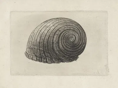 Giant tun (Tonna galea) by Венцеслав Голлар, 1644-1652 — digital art print download