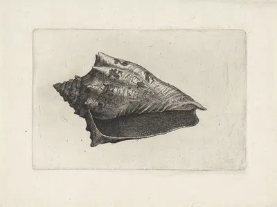 Hebrew volute (Voluta ebraea) by Венцеслав Голлар, 1644-1652 — digital art print download