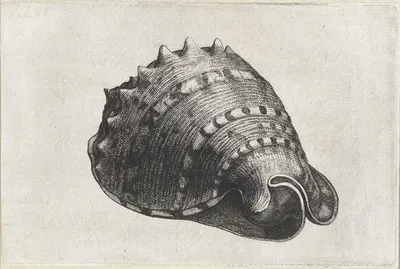 Horned helmet (Cassis cornuta) by Венцеслав Голлар, 1644-1652 — digital art print download