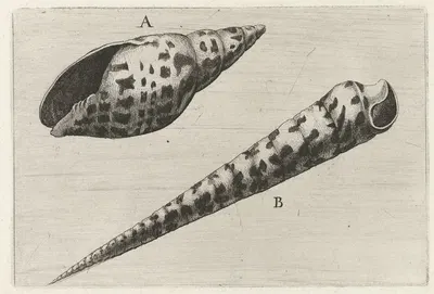 Shell of cardinal mitre (Mitra cardinalis) (A) and subulate auger (Terebra subulata) by Венцеслав Голлар — digital art…