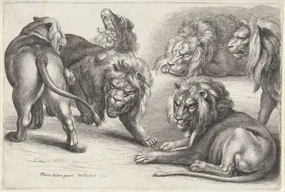 Six lions in various poses by Венцеслав Голлар, 1646 — digital art print download