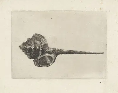 Snipeis bill murex (Murex haustellum) by Венцеслав Голлар, 1644-1652 — digital art print download