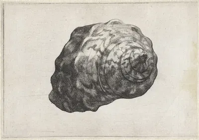 South African turban (Turbo sarmaticus) by Венцеслав Голлар, 1644-1652 — digital art print download