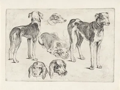 Studies of hounds by Венцеслав Голлар, 1646 — digital art print download