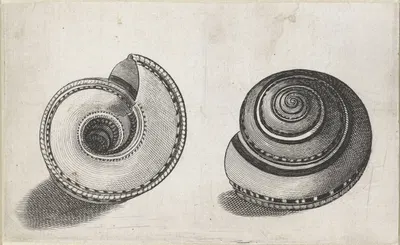 Sundial shell (Architectonica perspectiva) by Венцеслав Голлар, 1644-1652 — digital art print download
