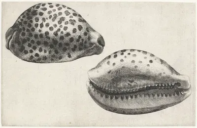 Tiger cowrie (Cypraea tigris) by Венцеслав Голлар, 1644-1652 — digital art print download